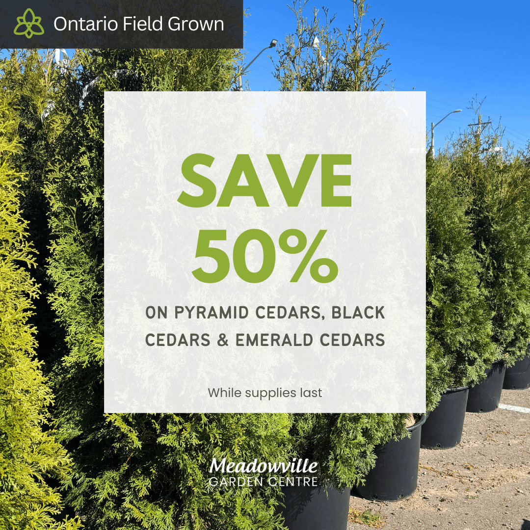 Advertisement for 50% off on cedars at Meadowville Garden Centre